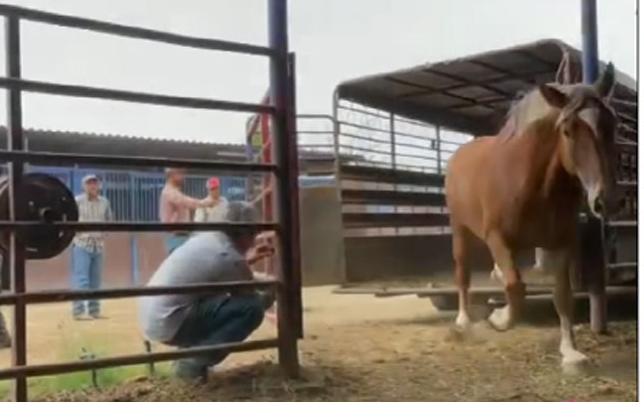animal welfare 1