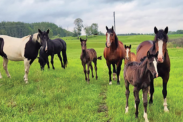 Home austinskilenka herd3 pcaustinskilenka web